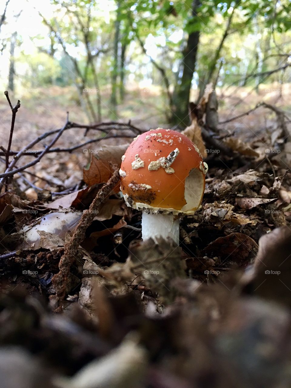 a beautiful mushroom that appears among the leaves of the forest