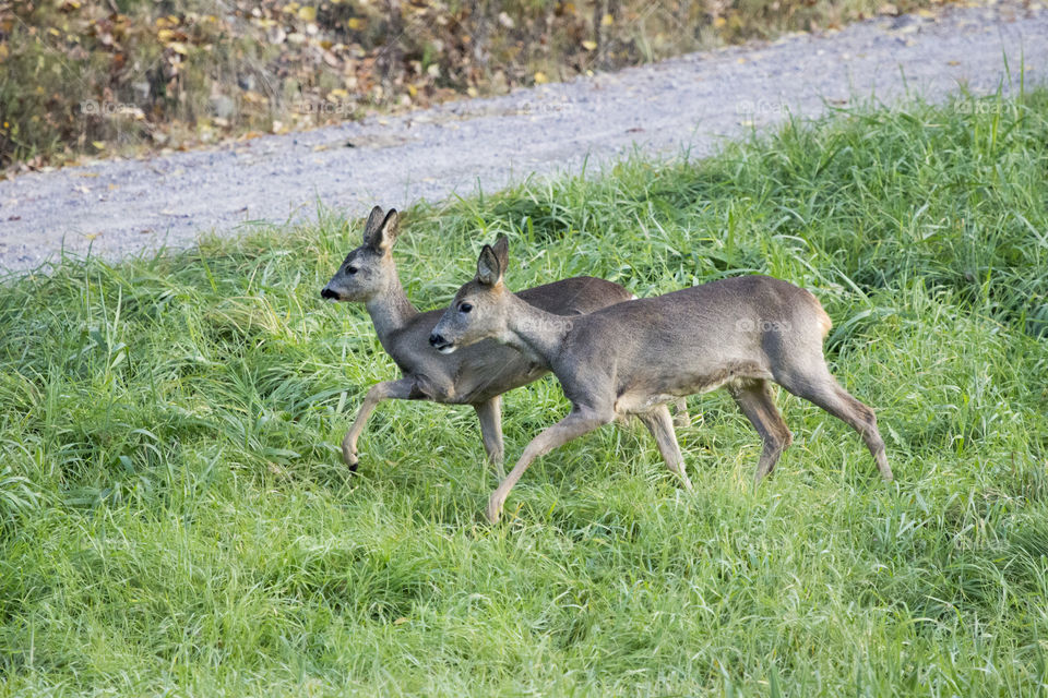 Deers in the grass 
