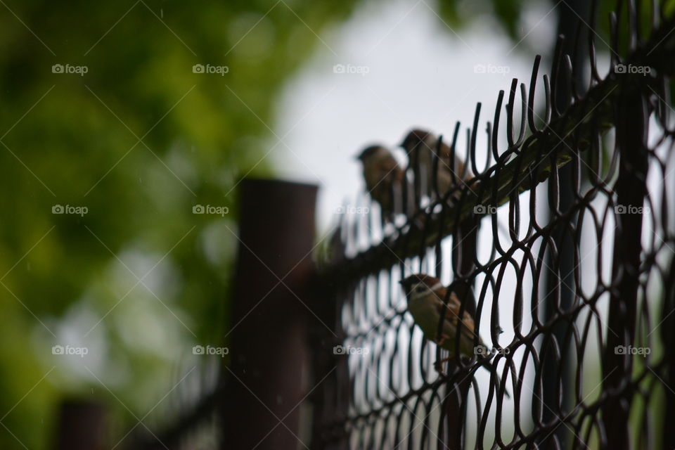 Bird, No Person, Fence, Outdoors, Nature