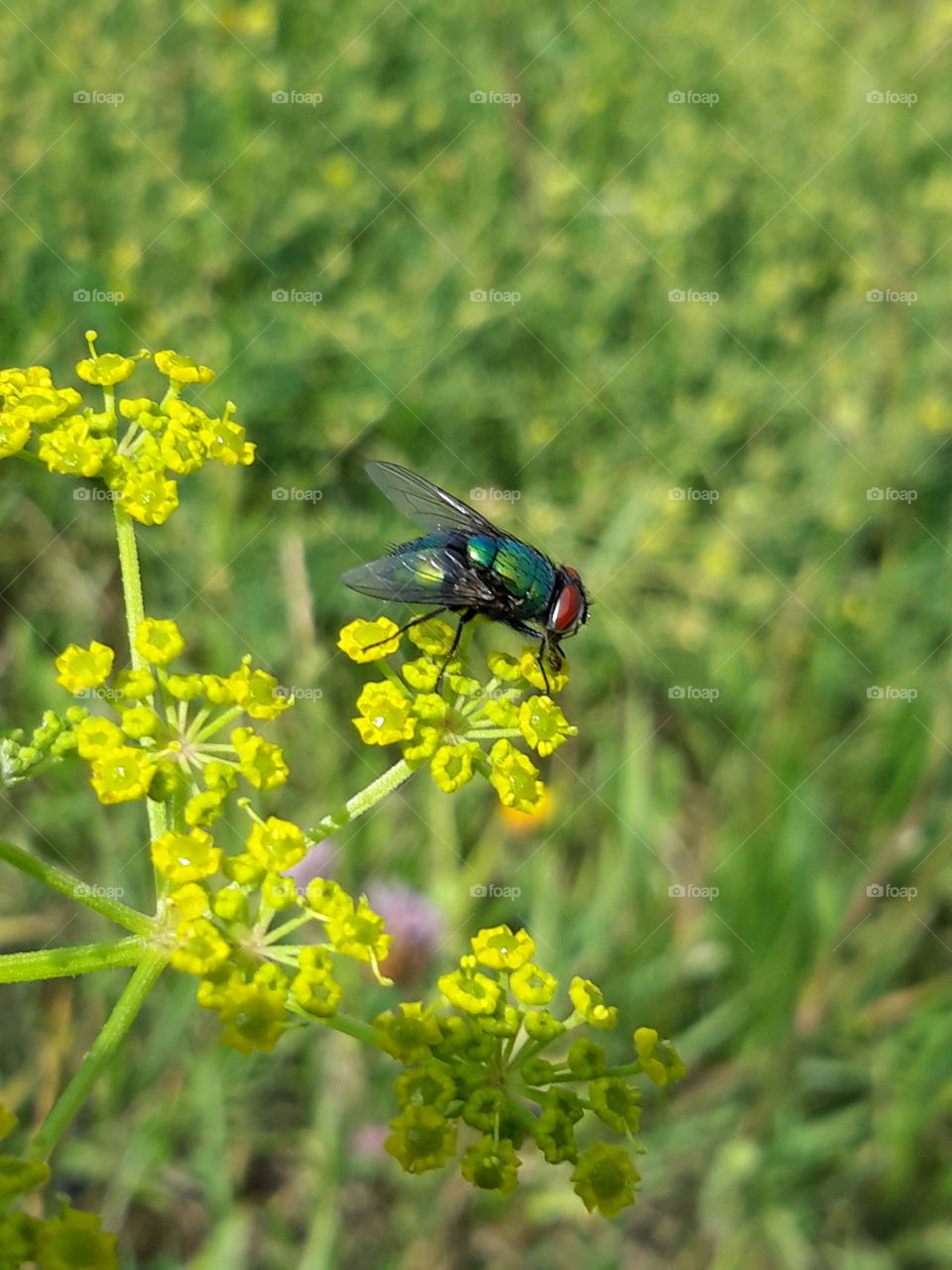Green fly on a flower