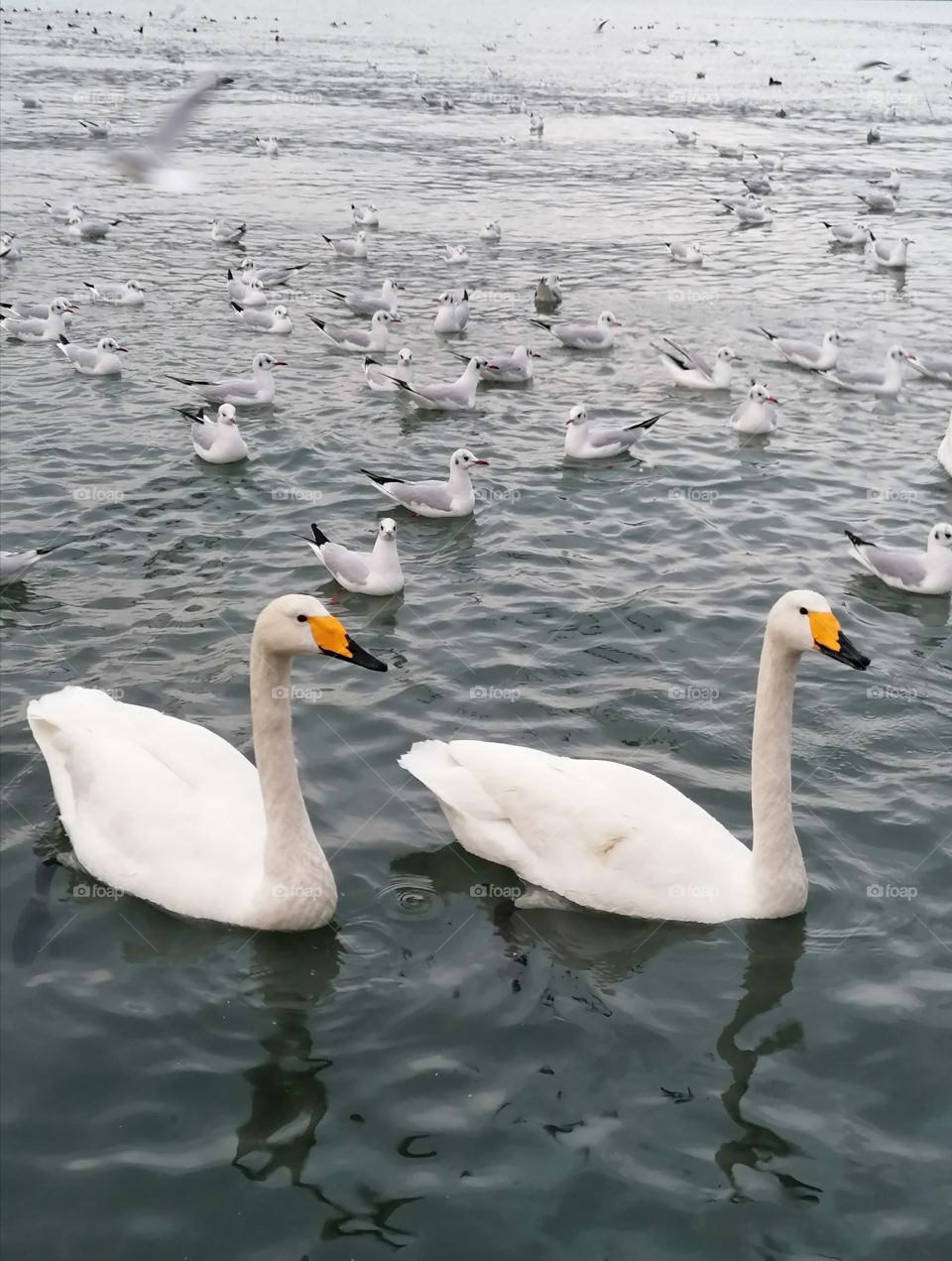 Couple of swans on the sea