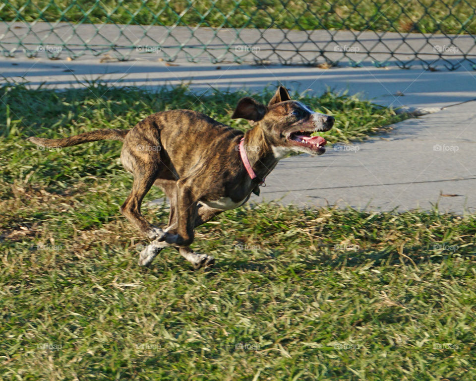 Brindle puppy running and playing
