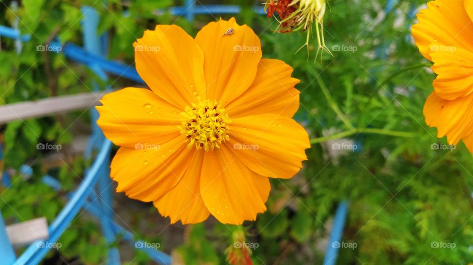 close view of yellow cosmos flower in summer