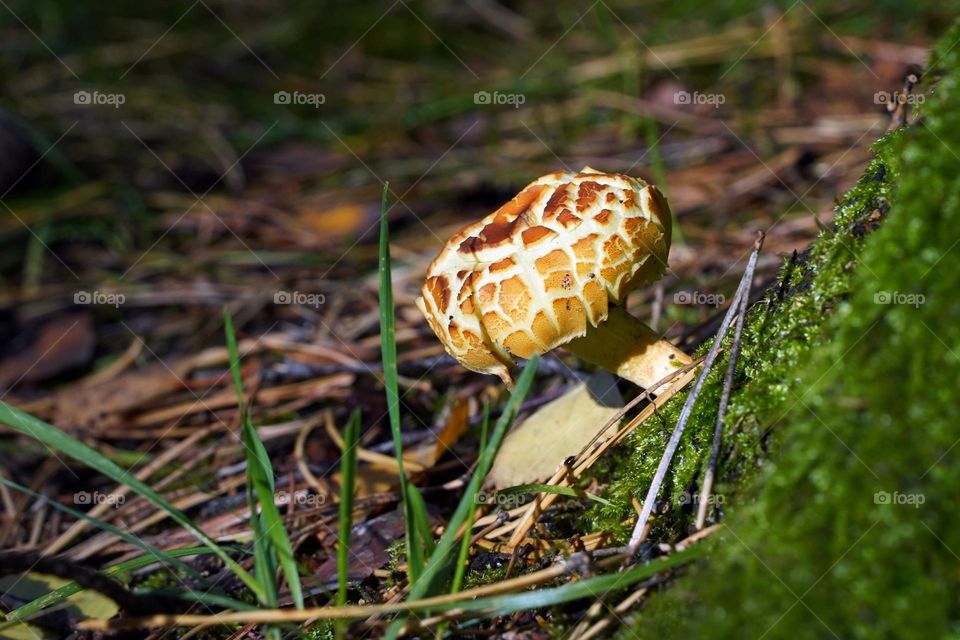 Mushroom in the forest