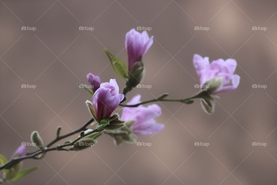 Pink magnolia