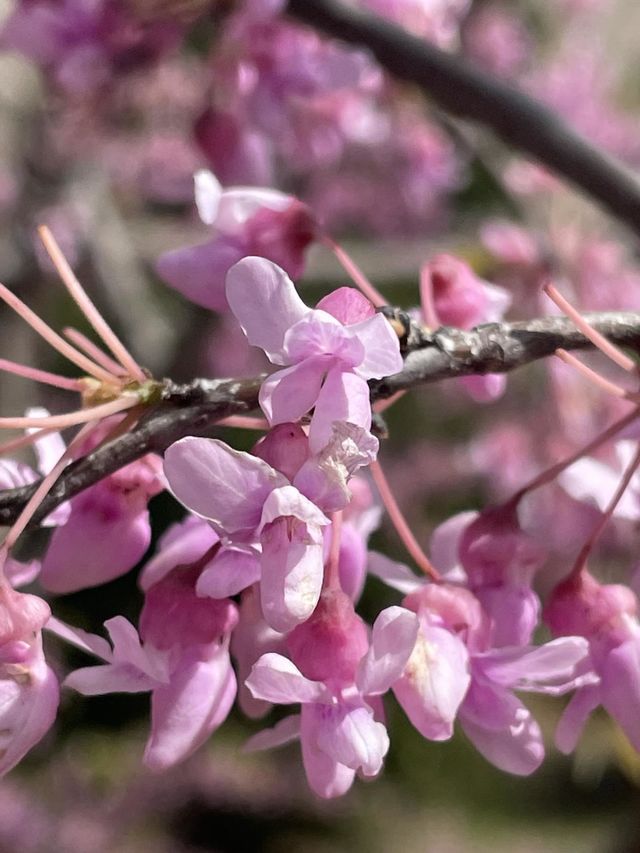 The pretty pink flowers on my mother’s blooming peach tree, branches thin and flowers many. The tree stands in front of the brick wall of our house. Taken on a sunny afternoon. 