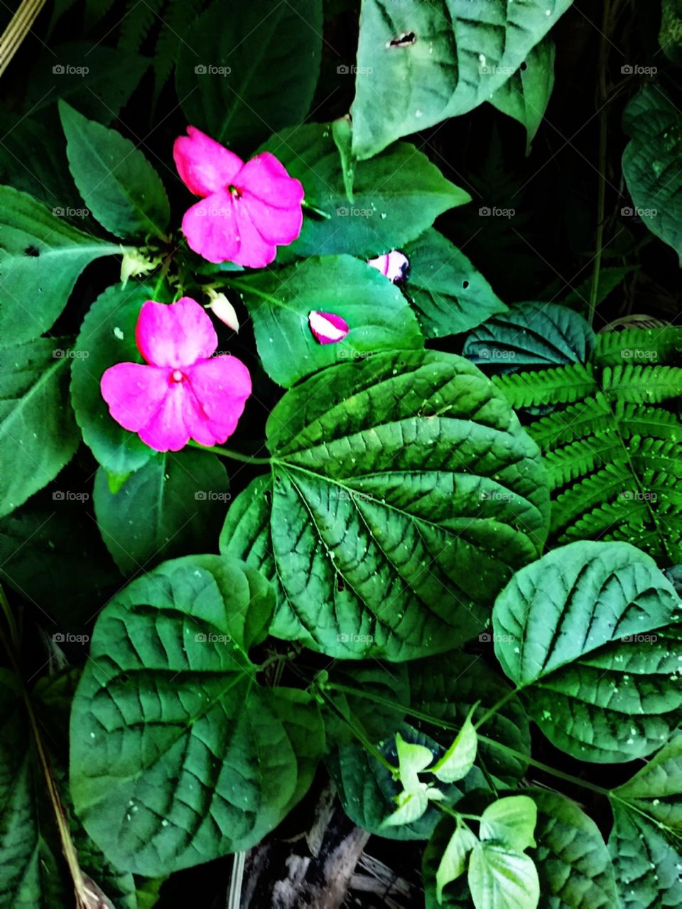 Brilhantes e sedutoras