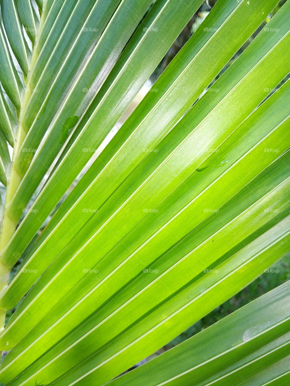 Coconut Leaf