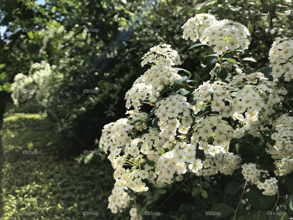 Spring blossom 