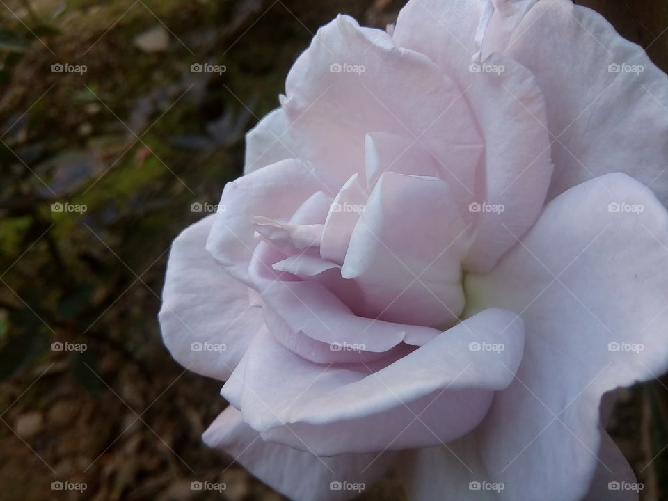 flower 2018-01-22 063 
#আমার_চোখে #আমার_গ্রাম #nature #flower 
#eukaryota #plantae #angiosperms #eudicots