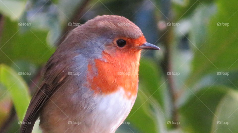 Robin