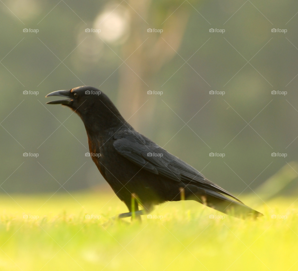 black bird crow by lightanddrawing