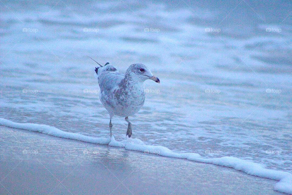 Seagull at beach