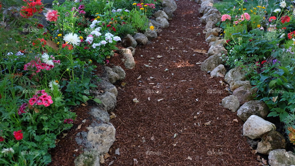 Path in the garden, lined with flowers