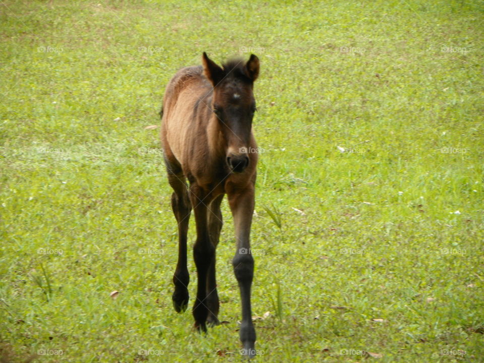Brown foal on grassy field