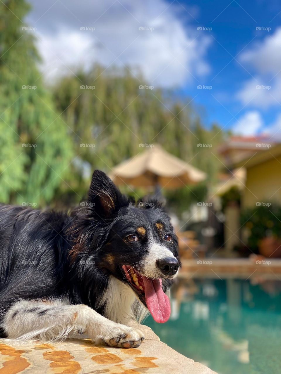 Black and white border collie lying next to a swimming pool on a sunny day 