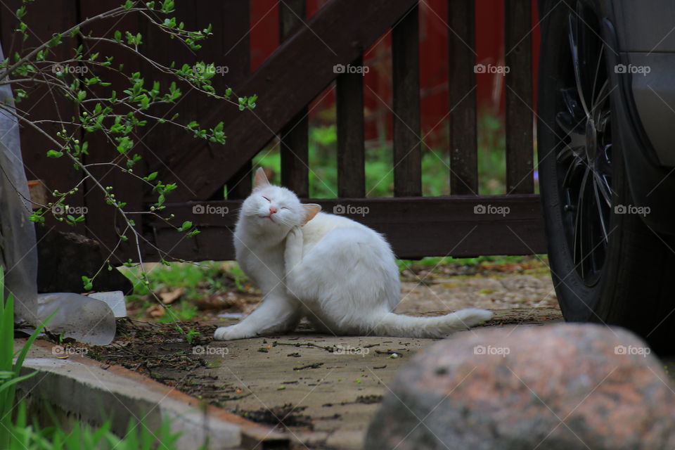 Beautiful white cat scratches itself behind the ear