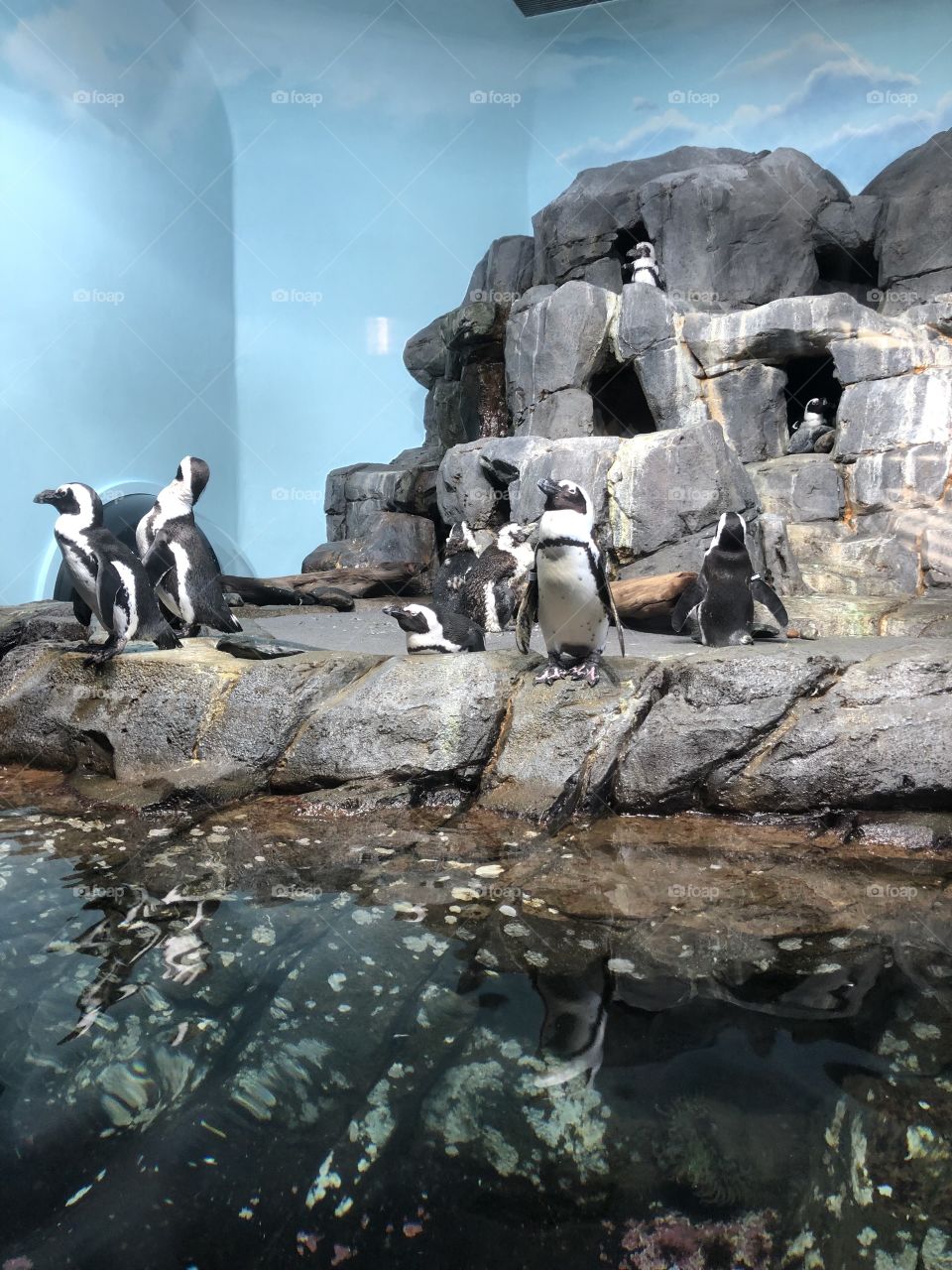 Penguins