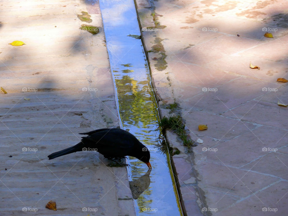 Exploring birds at the Alhambra in Granada, Spain