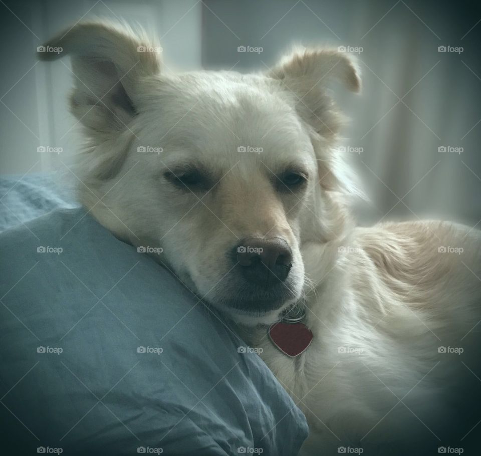 White dog with blue filter