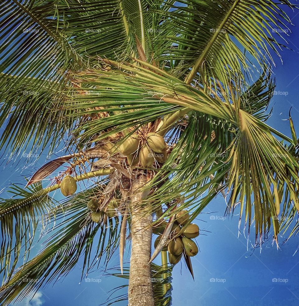 PALM TREE WITH COCONUTS