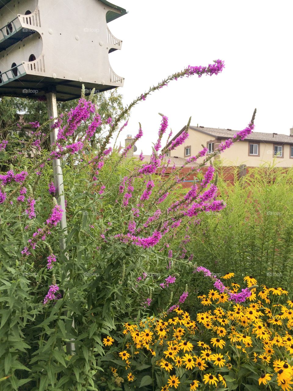 Backyard birdhouse garden oasis. One favorite spot at home is the yard, a small plot of land where one can cultivate and observe nature. This yard includes a butterfly bush swallowing a birdhouse.