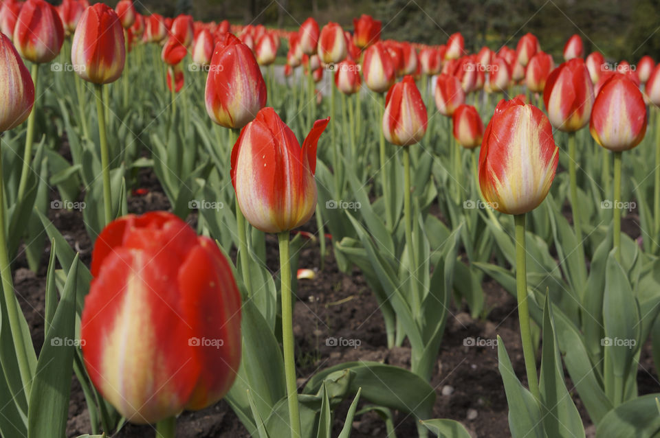 Red tulips growing in field