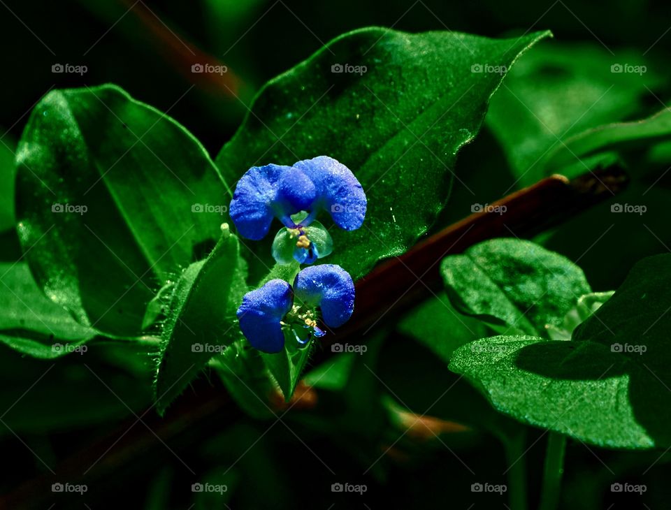 Asiatic flower - dark green background