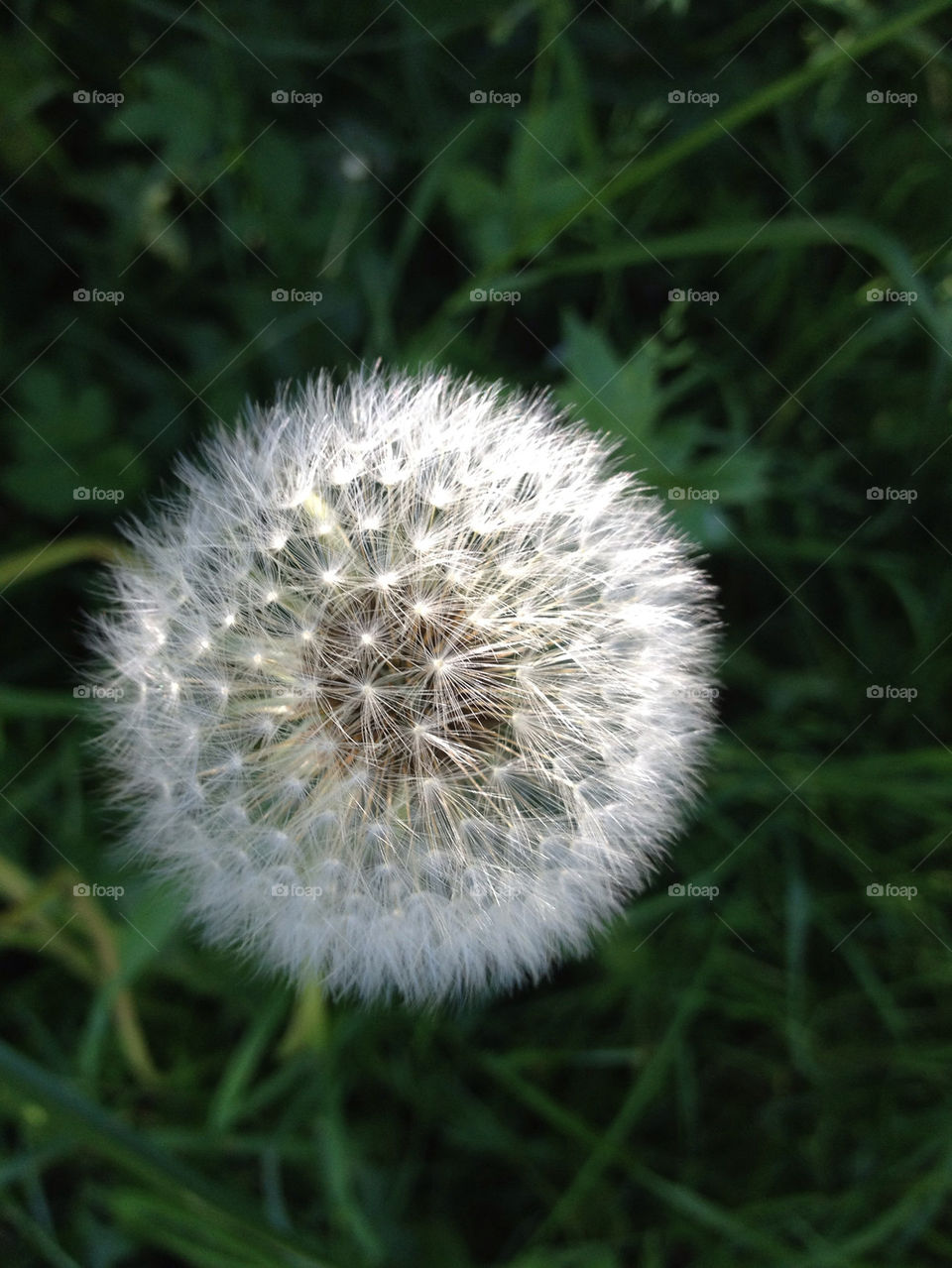 Close-up of beautiful dandelion