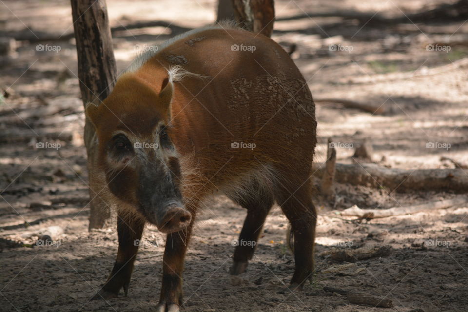 African bush pig
