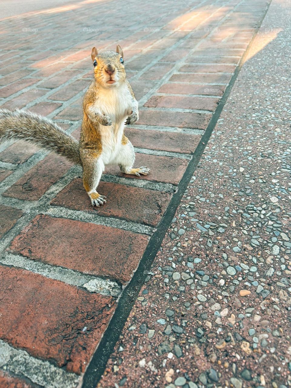 Friendly squirrel 