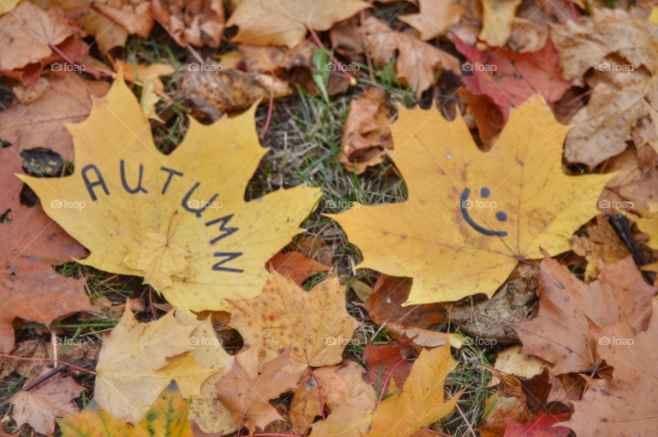 yellow leaves