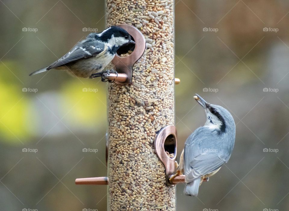 Birds at bird feeder