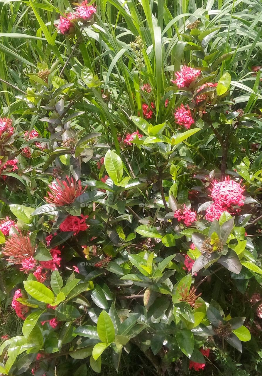 flores do jardim