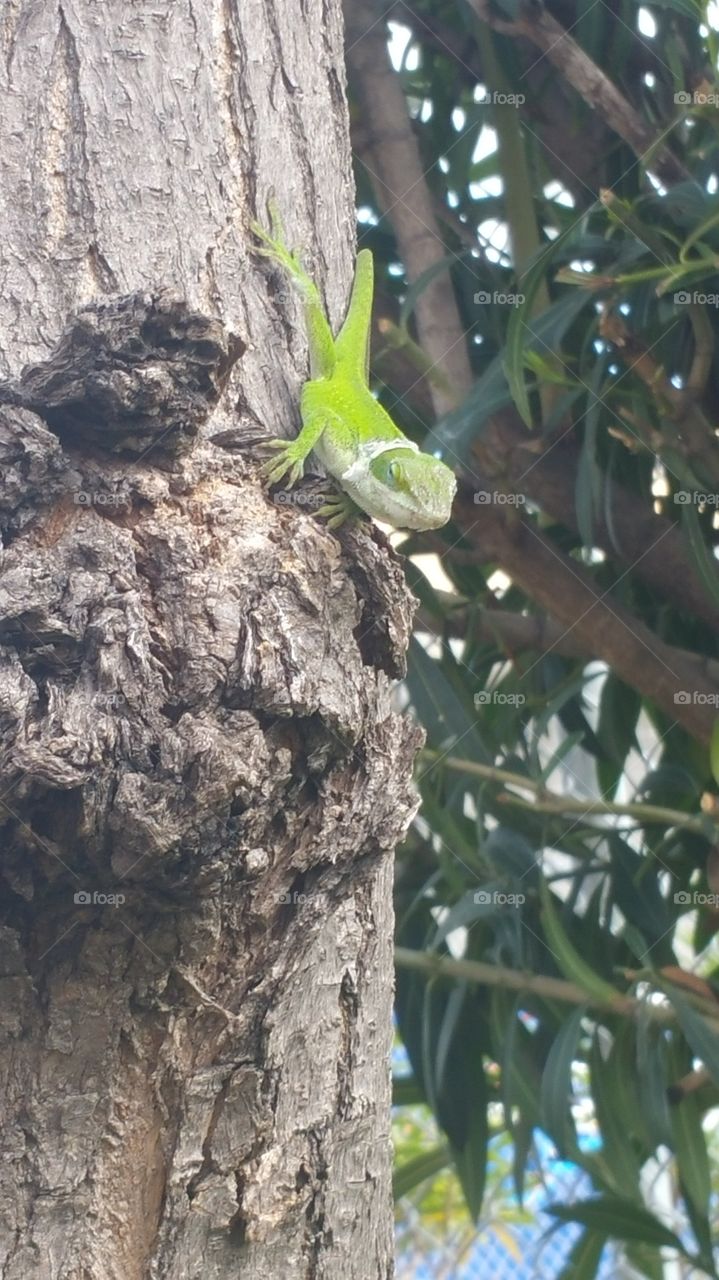 Gecko in the tree