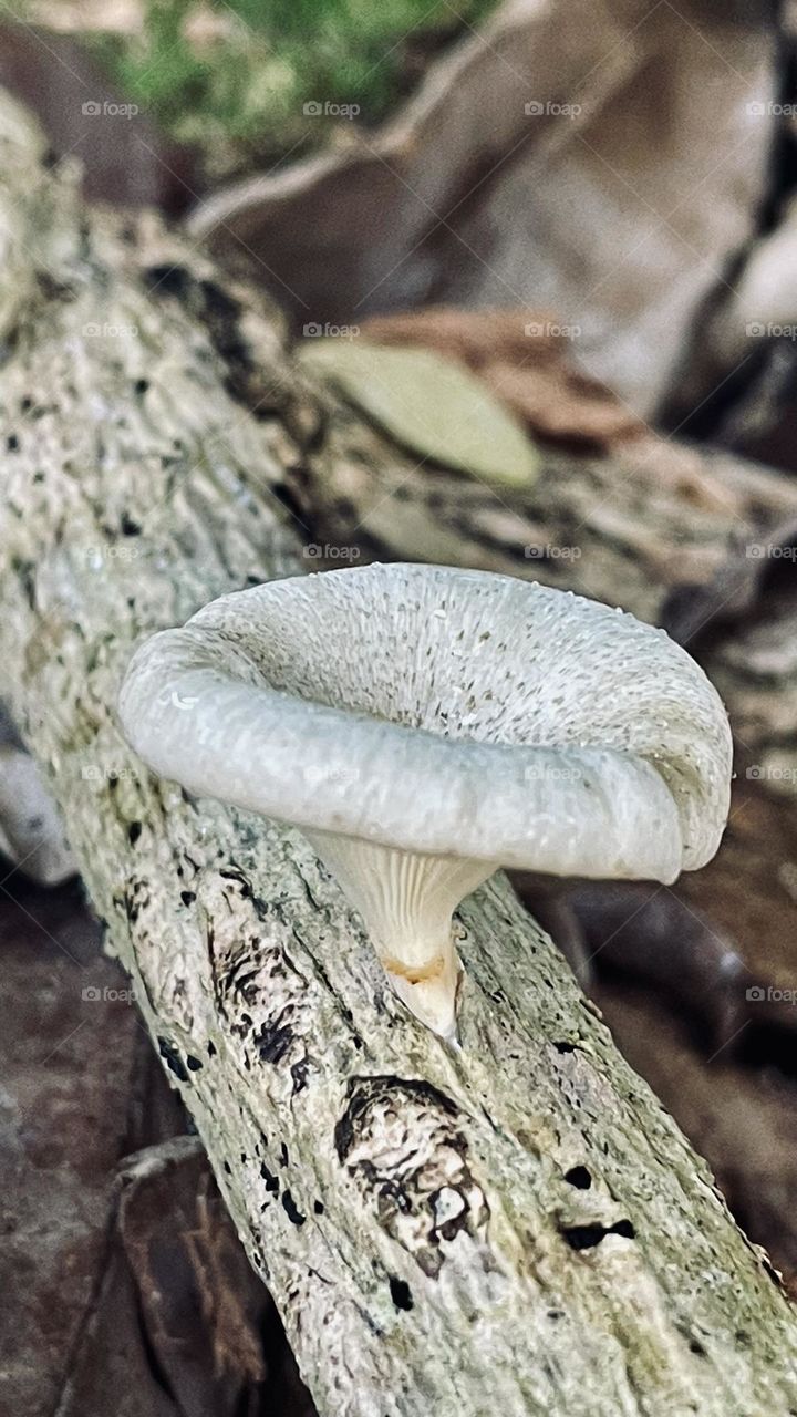 Fungus