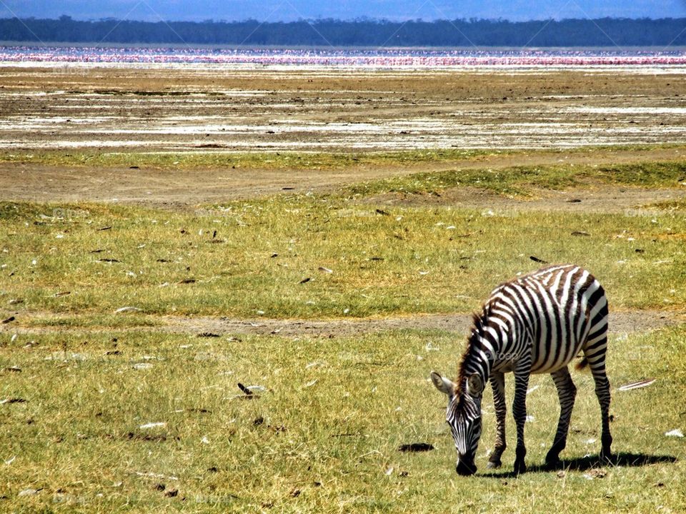 Zebra and flamingos