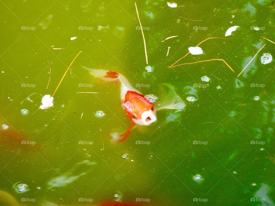 Goldfish in Indiana pond