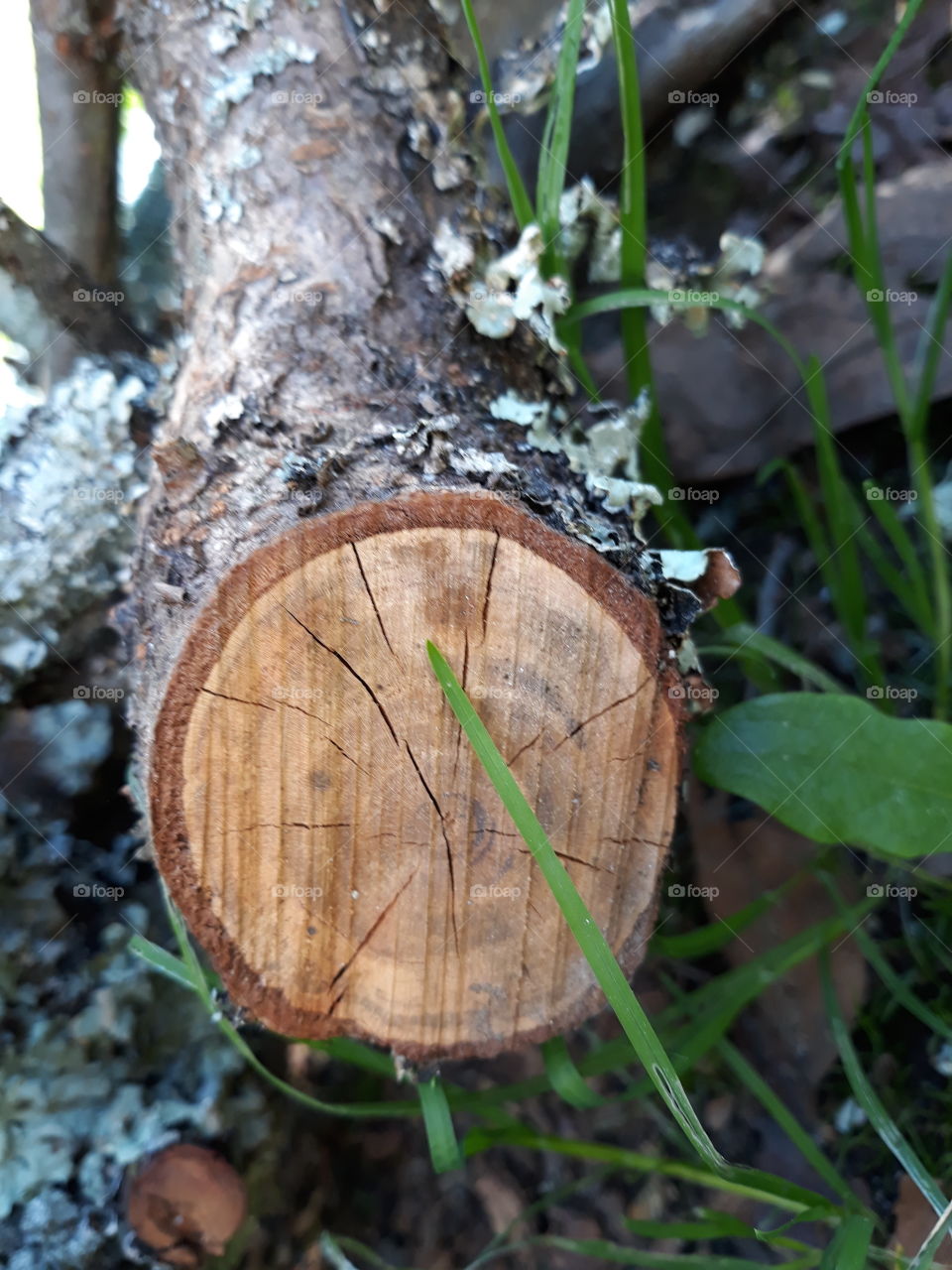 Grass on the wood
