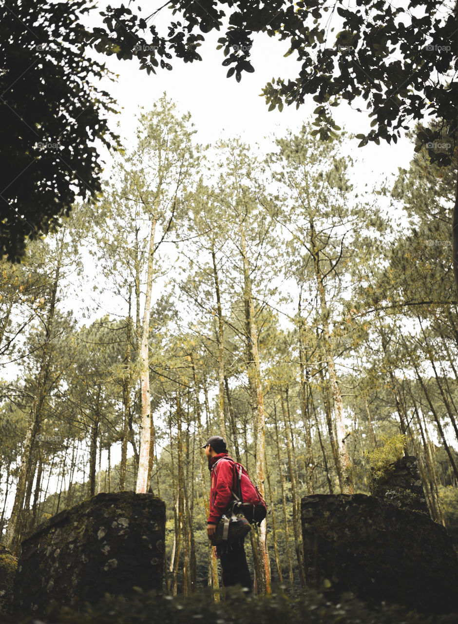 Among the trees that witness history in southern Bandung