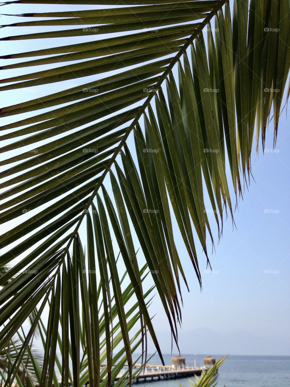 Palm leaves on a background of the sea