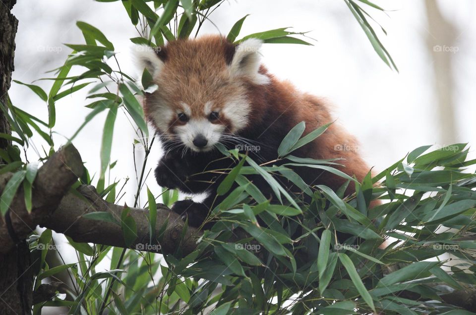 Red panda having a snack