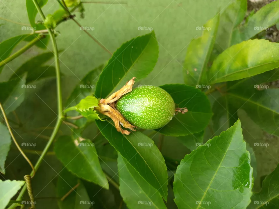 passion fruit