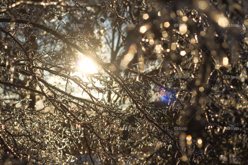 Backlit branches, encrusted with ice 