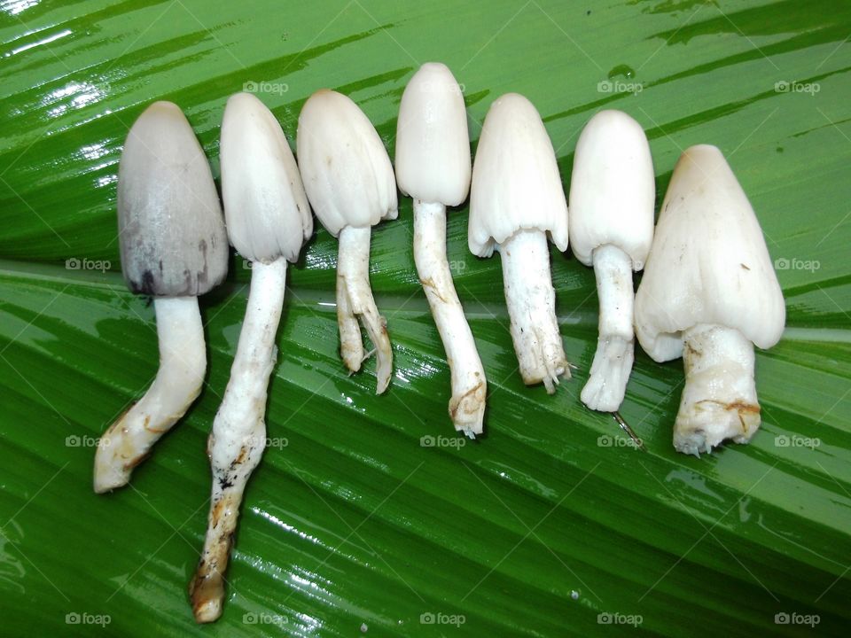 straw mushrom on green banana leaf