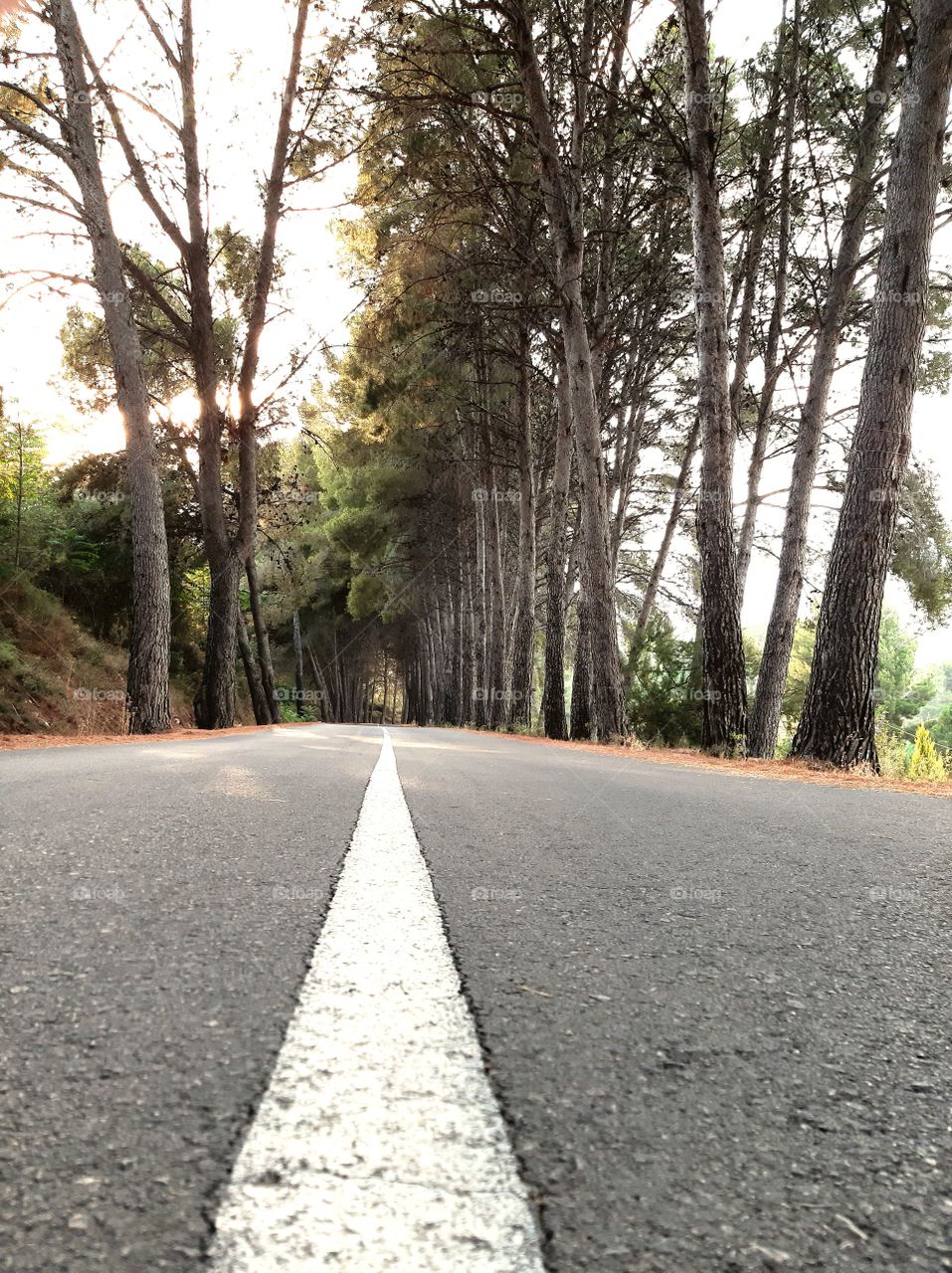 empty Road in forest