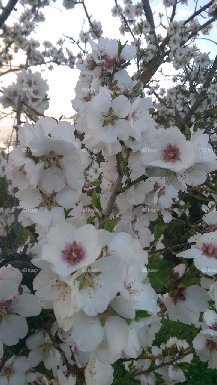 Almond Blossom