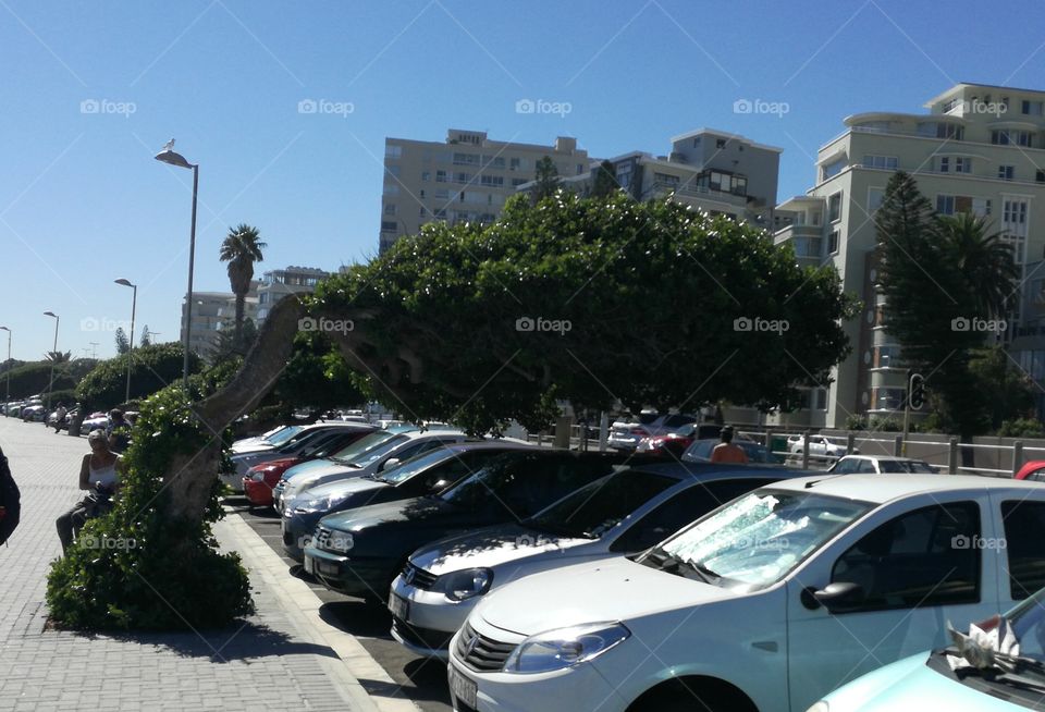 Shade tree. JUST FOR YOUR CAR
Sea Point Cape Town SOUTH AFRICA