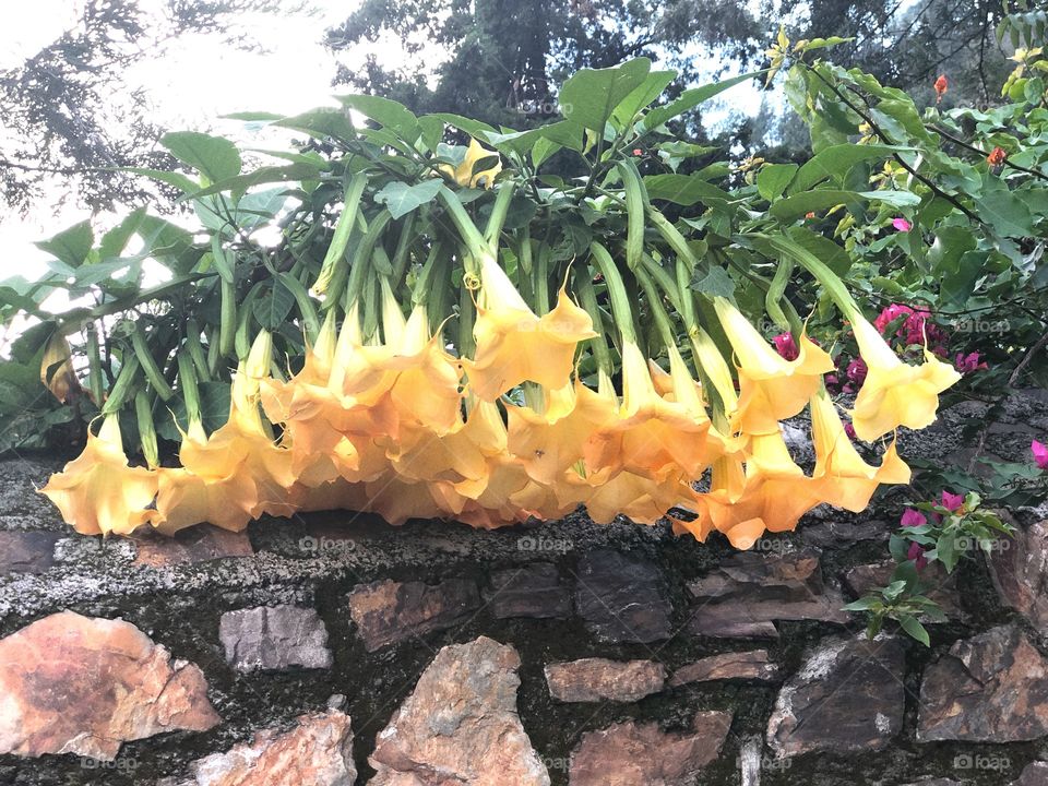 Amazing Yellow Flower