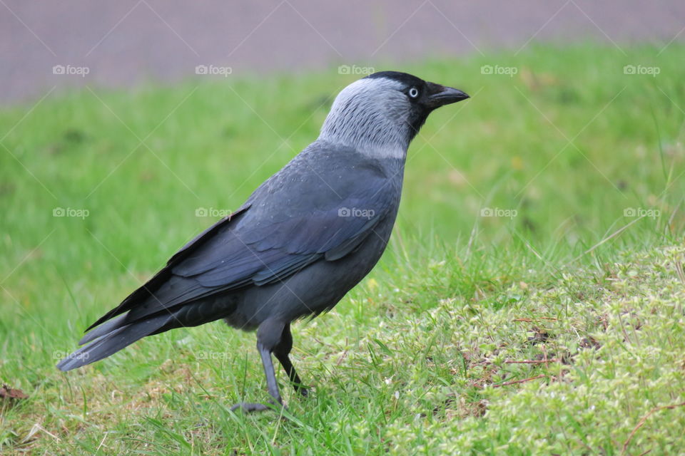 jackdaw